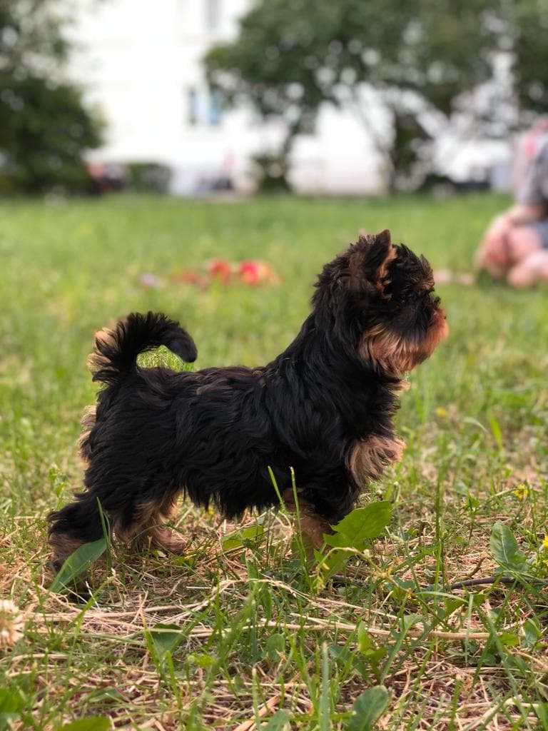 pup3