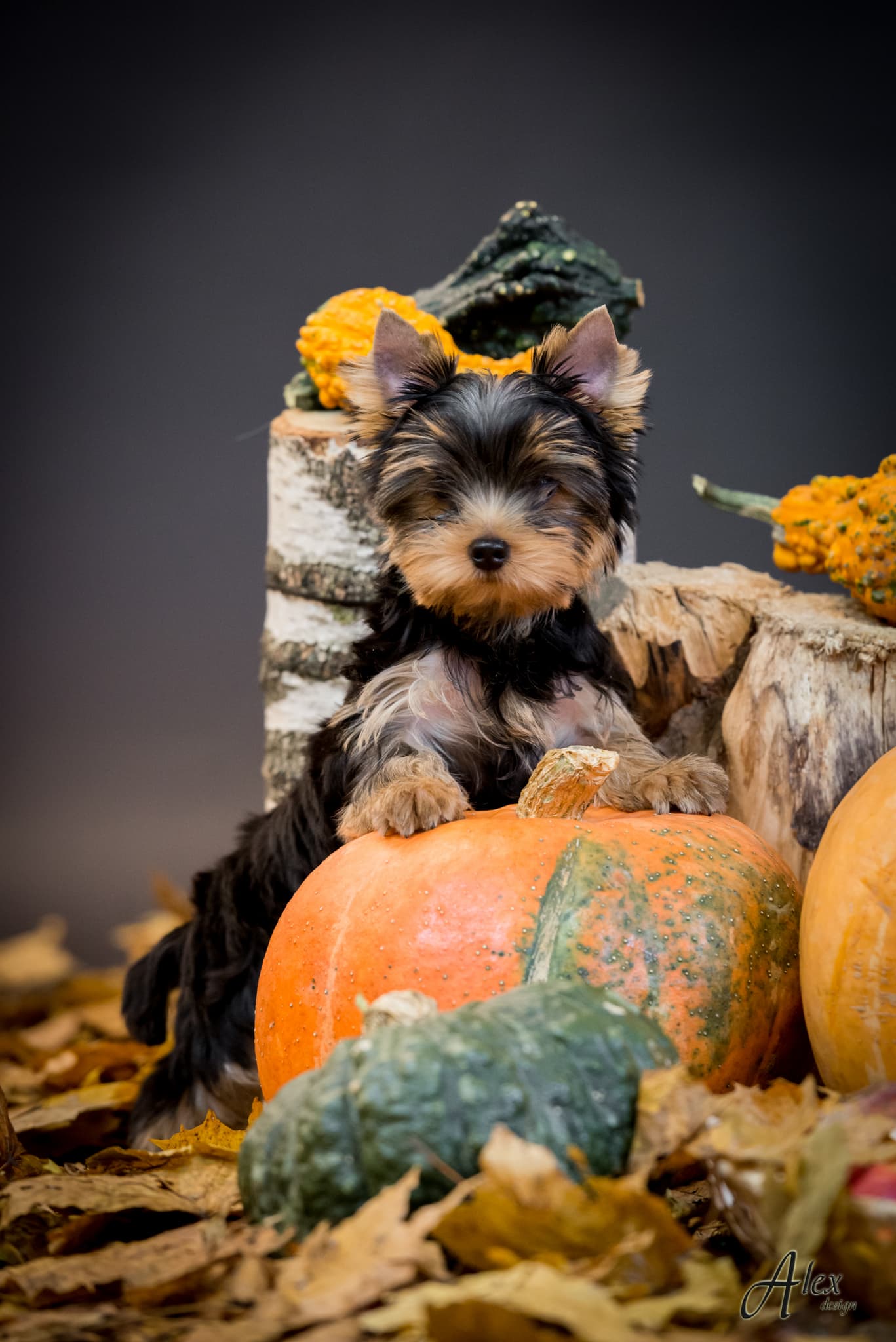 puppy_pumpkin
